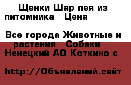 Щенки Шар пея из питомника › Цена ­ 25 000 - Все города Животные и растения » Собаки   . Ненецкий АО,Коткино с.